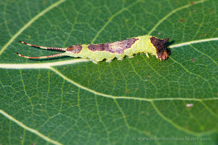 Bruco di ...  Furcula bifida (Notodontidae)